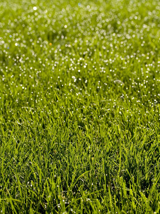 Lawn care work of the kind SunLawn Services provides