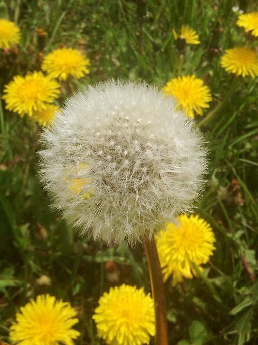 A lawn under heavy dandelion pressure